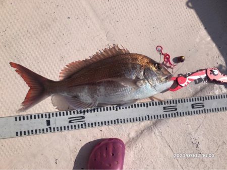 7/2 伊島沖ジギング&タイラバ