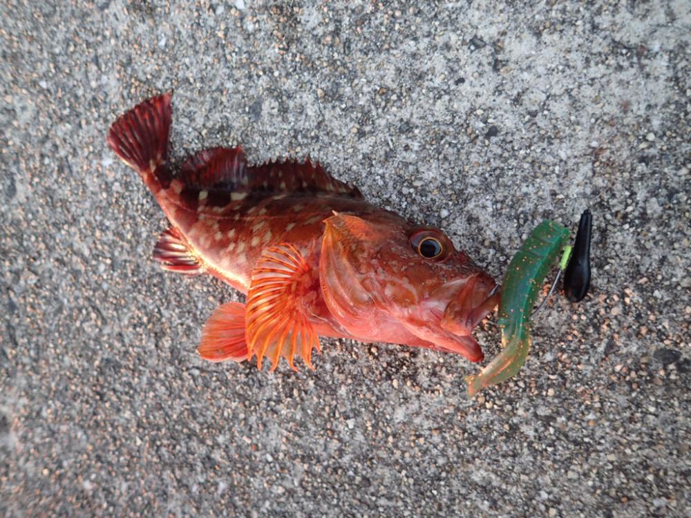 日没直前からの1時間が狙い目!