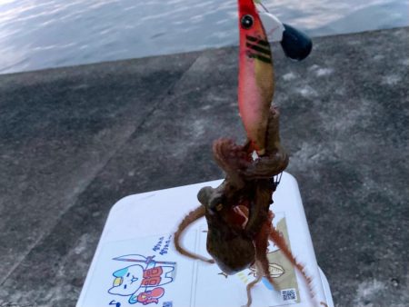 狙いは絞って行く方が釣りやすい！？