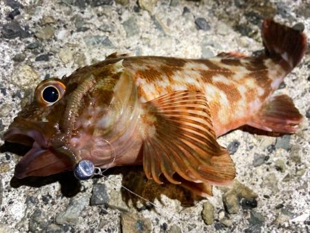 夏の夜はエサヘッドで遊ぶにゃ！