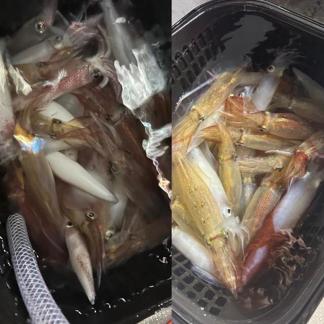 舞鶴のイカメタルゲーム