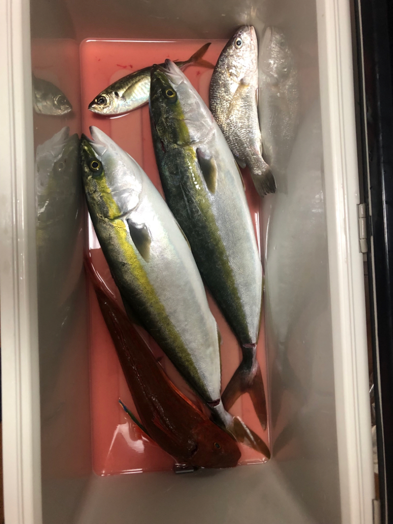 伊勢湾ジギング