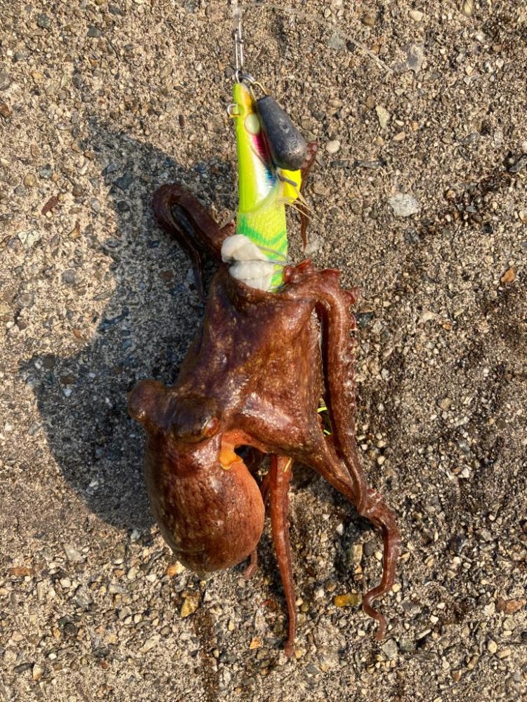 ⭐︎冷凍庫問題