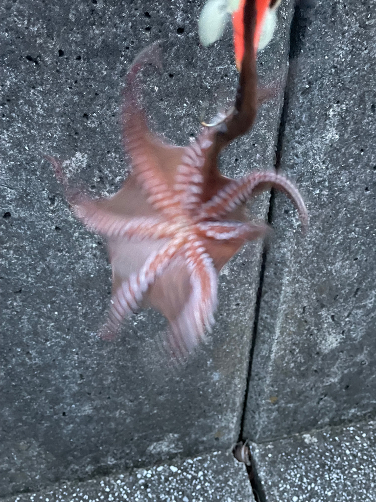 Wヘッダー 第二戦‼️