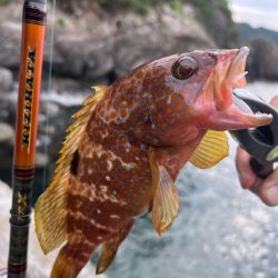 狙ってキジハタ