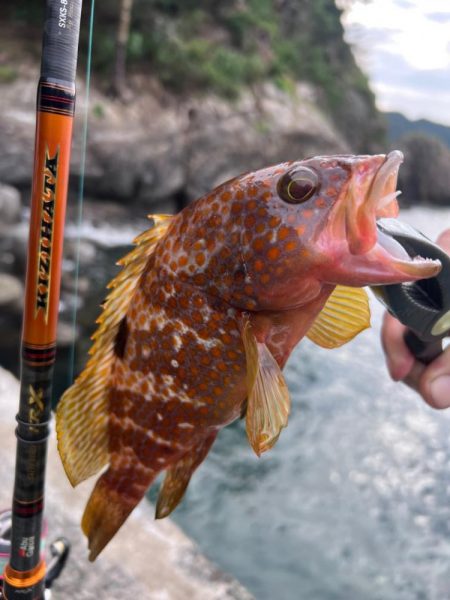 狙ってキジハタ