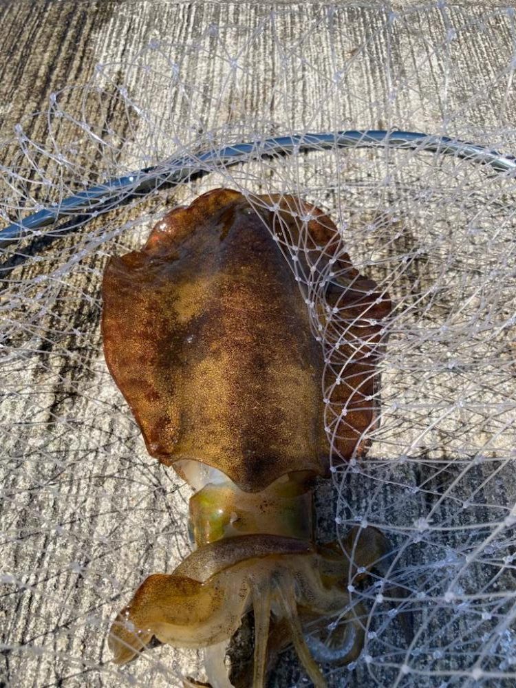 夏イカモンスターを求めて?!