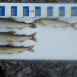 美山鮎釣行第2戦