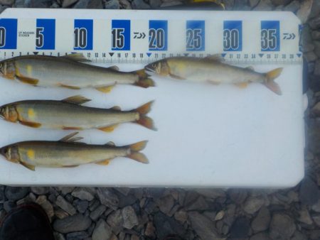 美山鮎釣行第2戦