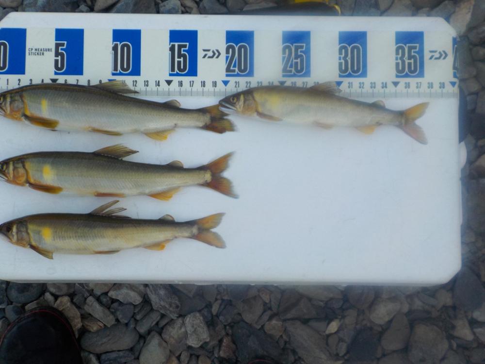 美山鮎釣行第2戦