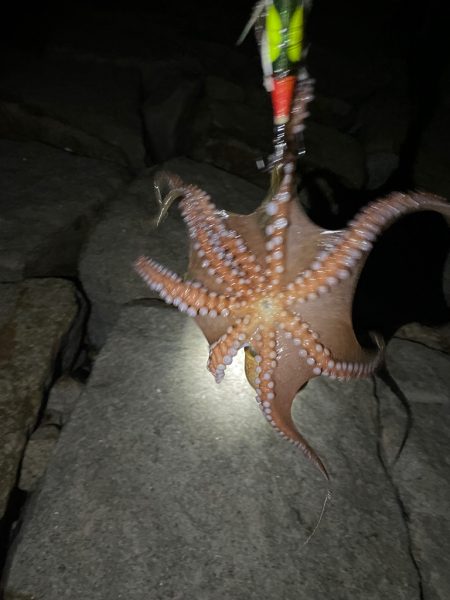 タコ釣り