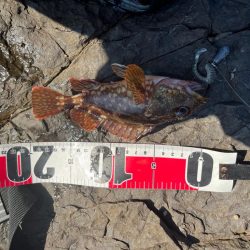 真夏の真昼間根魚探し