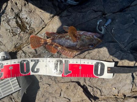 真夏の真昼間根魚探し