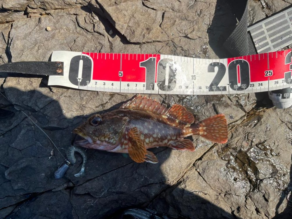 真夏の真昼間根魚探し