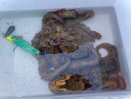 リベンジ不発もタコ2杯はキープにゃ！