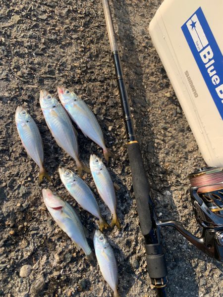 1週間ぶりのサビキ