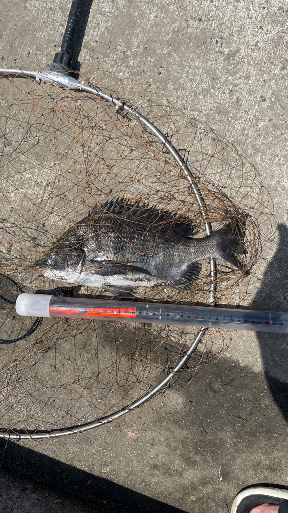 フカセ釣り のち 紀州釣り⁈