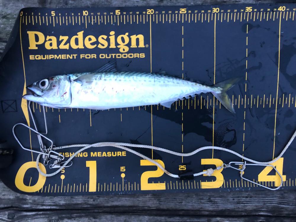 はとう渡船はサイコー