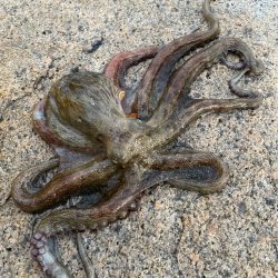 タコ釣り