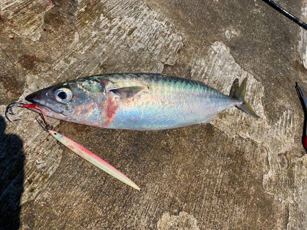 大サバ釣れてます