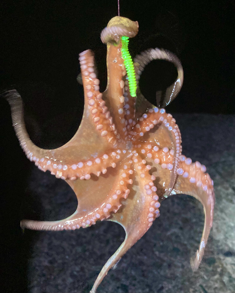 まさかの、タコ　(^o^)