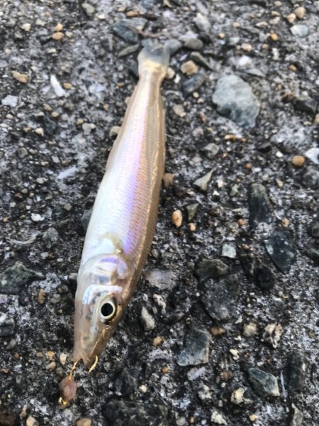 五目ちょい投げ