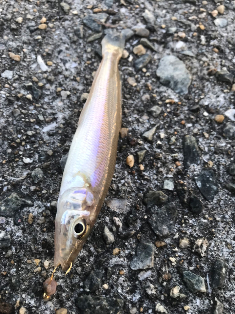 五目ちょい投げ