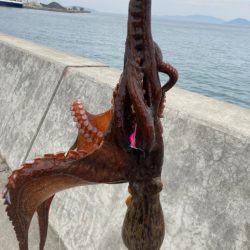 帰って来たタコ！