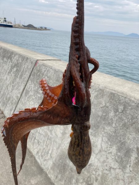 帰って来たタコ！