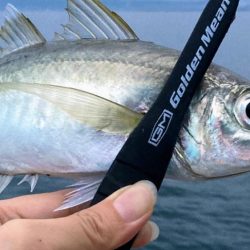 朝夕マズメ回遊はあるけれど…