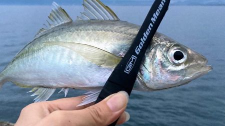 朝夕マズメ回遊はあるけれど…