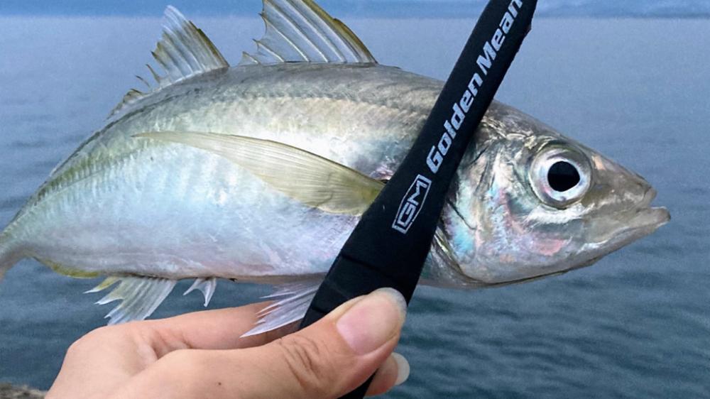 朝夕マズメ回遊はあるけれど…