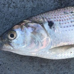 梅雨明け親子釣行