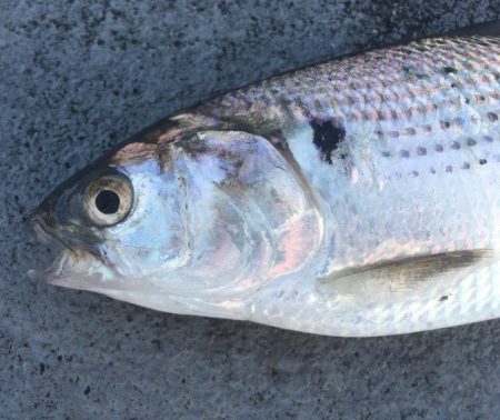 梅雨明け親子釣行