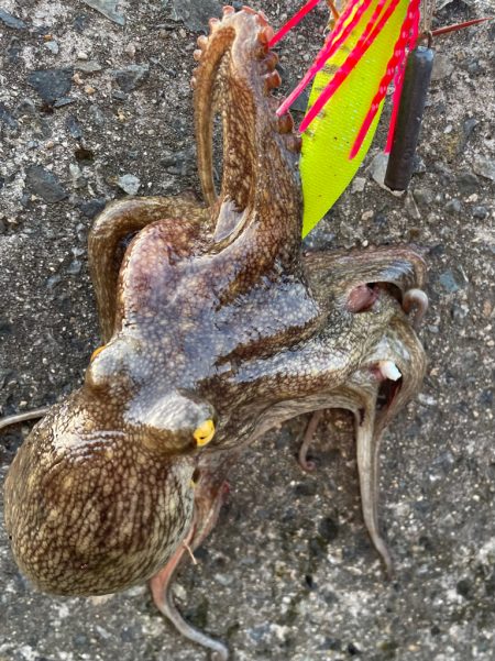 タコ　バラシ😓