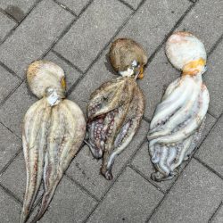 タコ釣れました‼࿠…