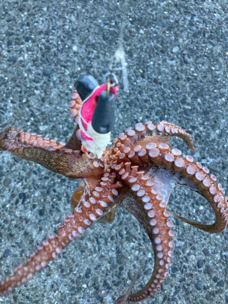 ⭐︎岸ジギは1時間にして成ら…