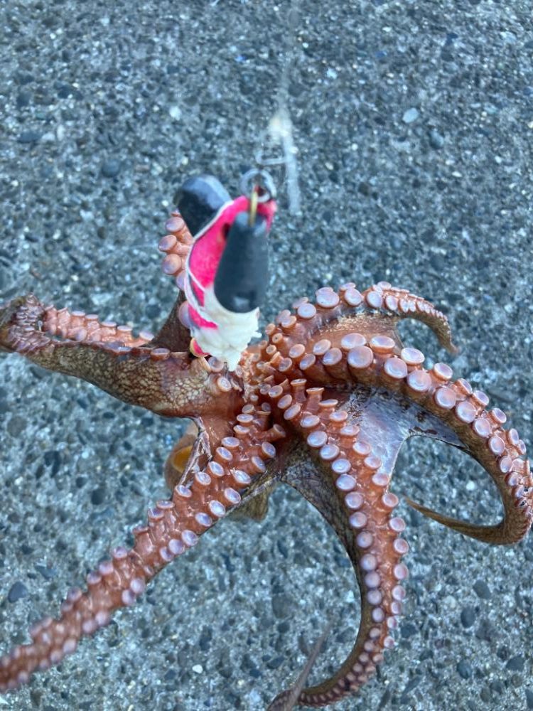 ⭐︎岸ジギは1時間にして成らず