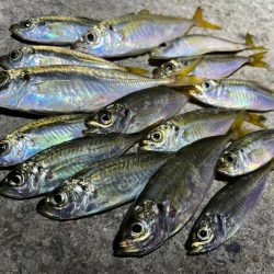 スーパー豆アジング