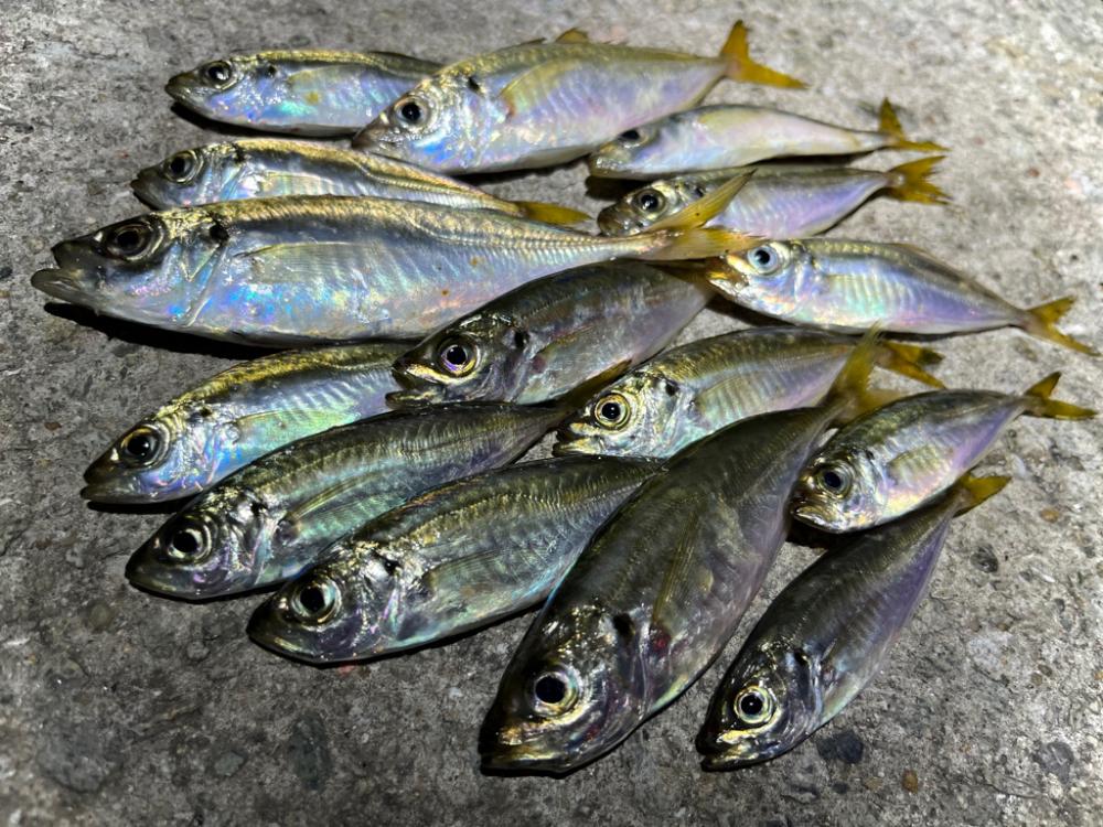 スーパー豆アジング