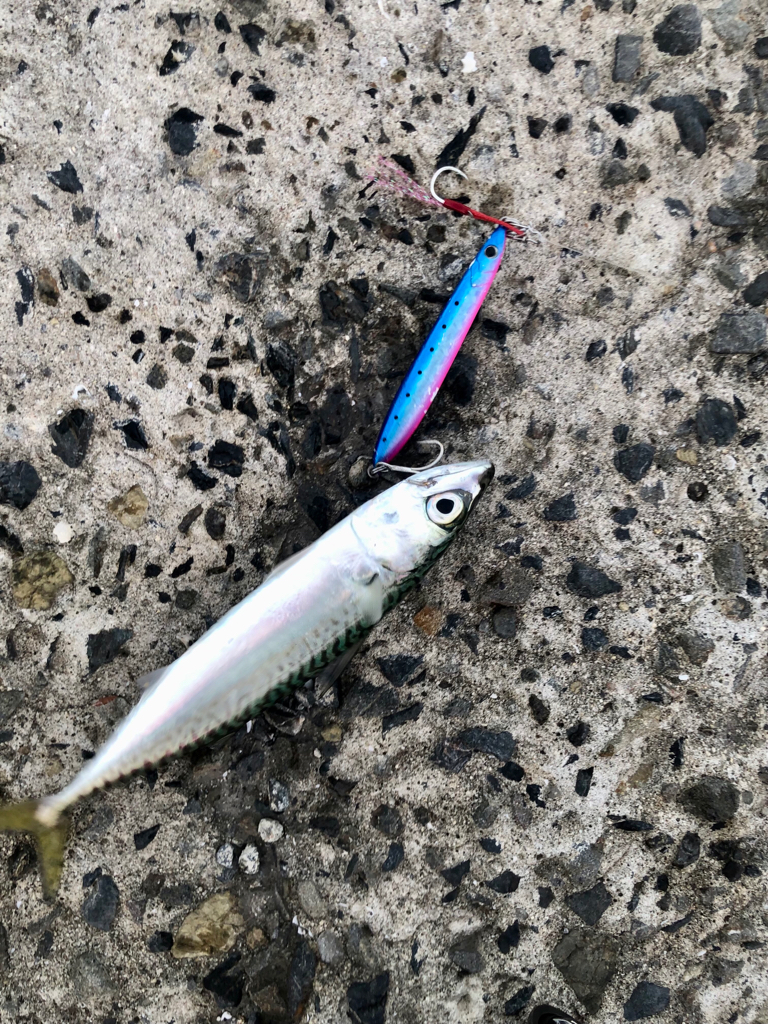 ロックとショアジギ