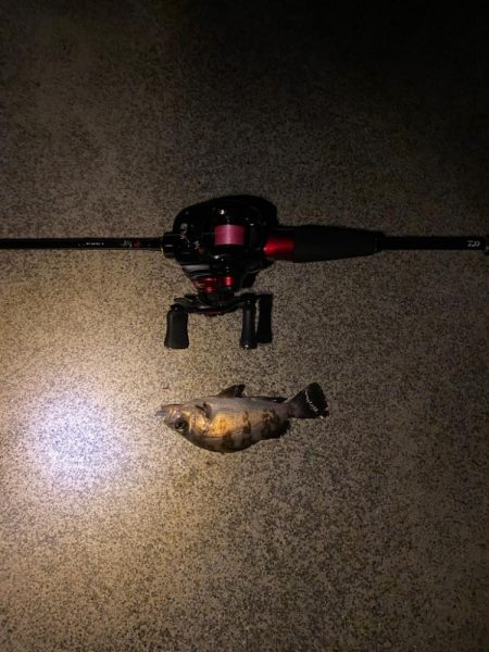 堤防ライト五目　なんでも釣り