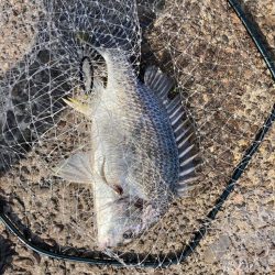 ⭐︎岸ジギサイコー