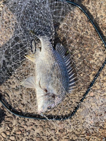 ⭐︎岸ジギサイコー