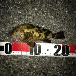 鯖でちょい投げ