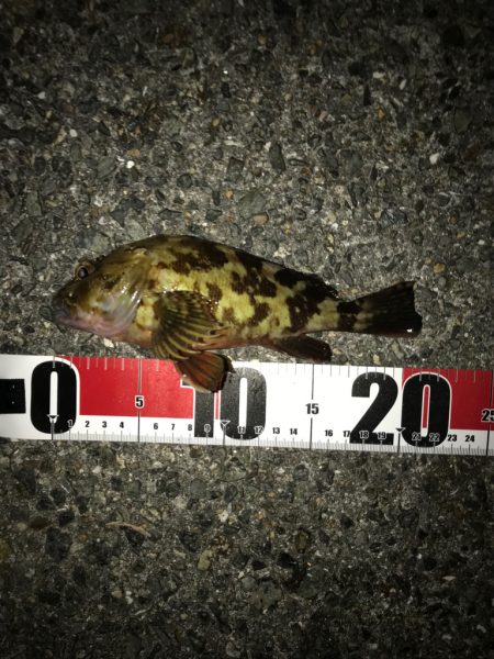 鯖でちょい投げ