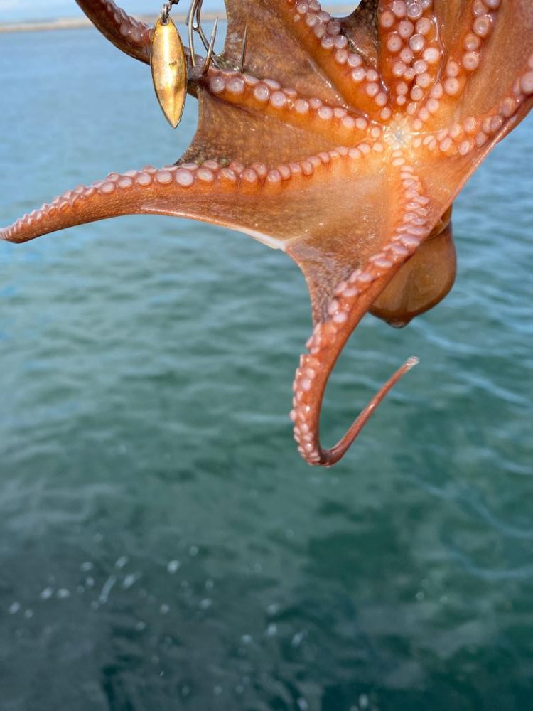 タコ新子まみれ?