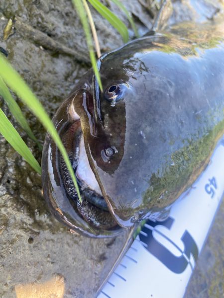 ナマズはどこに？