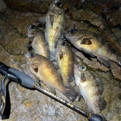 デカイ、、、。