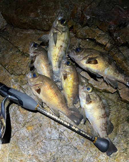 デカイ、、、。